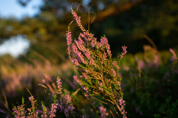 heath close up, Calluna vulgaris macro in summer
