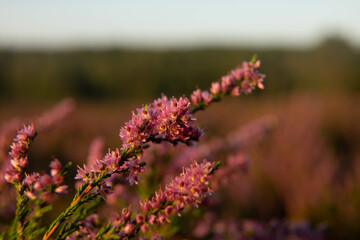 heath close up, Calluna vulgaris macro in summer