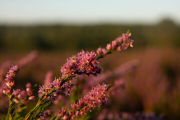 Obraz premium heath close up, Calluna vulgaris macro in summer