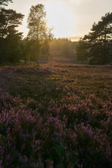 Naklejka premium heath landscape in summerwith sunshine