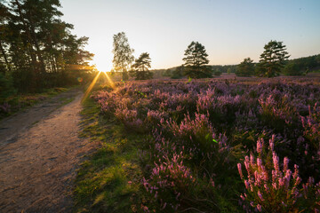heath landscape in summerwith sunshine