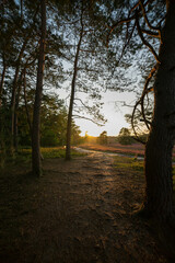 heath landscape in summerwith sunshine