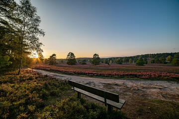 heath landscape in summerwith sunshine