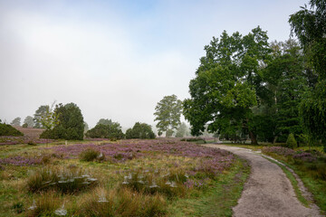 heath landscape in summerwith sunshine