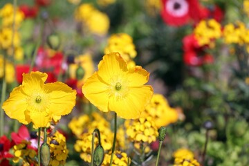 Nahaufnahme gelbe Blumenblüte