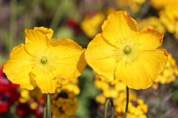 Obraz premium Nahaufnahme gelbe Blumenblüte