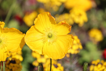 Nahaufnahme gelbe Blumenblüte