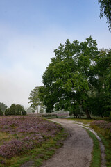 heath landscape in summerwith sunshine
