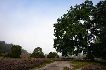 heath landscape in summerwith sunshine