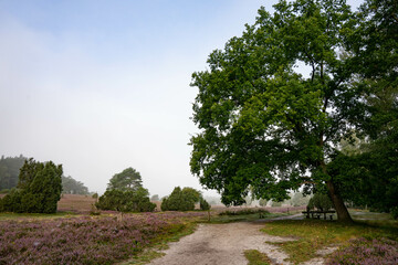 heath landscape in summerwith sunshine