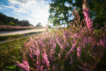 heath close up, Calluna vulgaris macro in summer