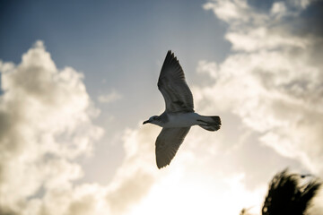 Gaviotas en Puerto Morelos 