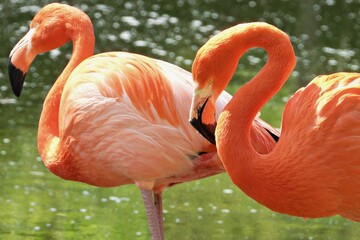 Flamingos in freier Wildbahn
