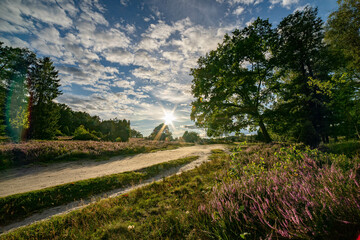 heath landscape in summerwith sunshine