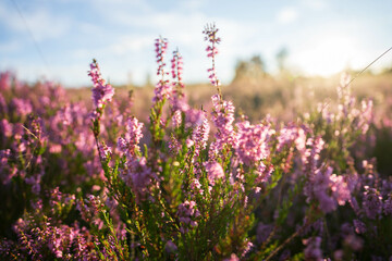 Naklejka premium heath close up, Calluna vulgaris macro in summer