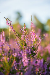 heath close up, Calluna vulgaris macro in summer