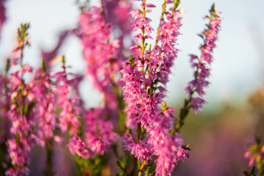 heath close up, Calluna vulgaris macro in summer