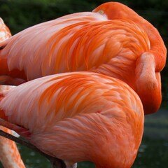 Fototapeta na wymiar Flamingos in freier Wildbahn