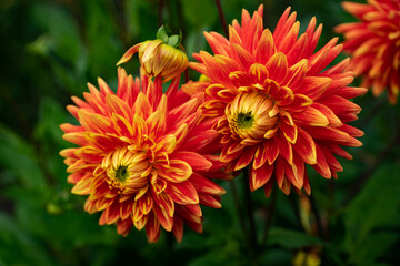 colourfull dahlias, dahlia, dahlie bloom