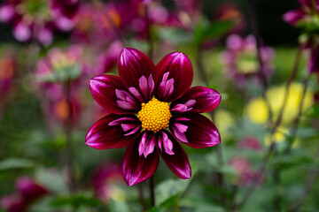 Obraz premium colourfull dahlias, dahlia, dahlie bloom