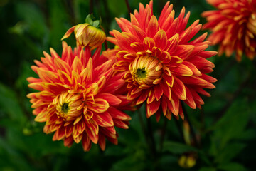 colourfull dahlias, dahlia, dahlie bloom