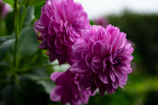 colourfull dahlias, dahlia, dahlie bloom