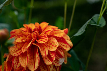 colourfull dahlias, dahlia, dahlie bloom