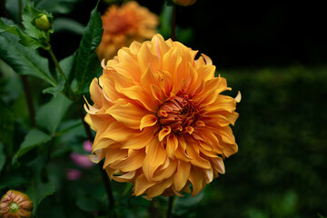 colourfull dahlias, dahlia, dahlie bloom