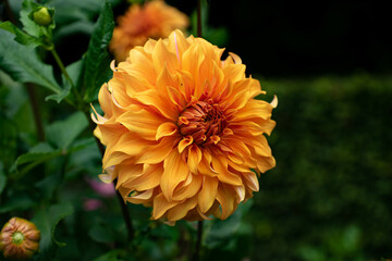 colourfull dahlias, dahlia, dahlie bloom
