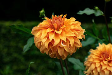 colourfull dahlias, dahlia, dahlie bloom