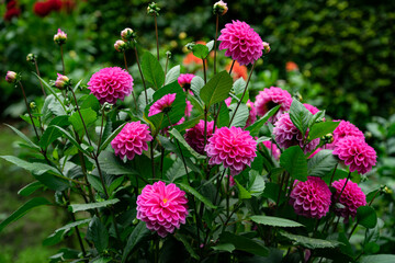 Obraz premium colourfull dahlias, dahlia, dahlie bloom