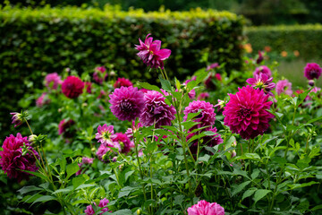 colourfull dahlias, dahlia, dahlie bloom