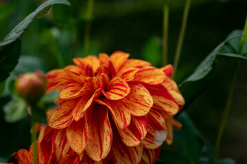 colourfull dahlias, dahlia, dahlie bloom