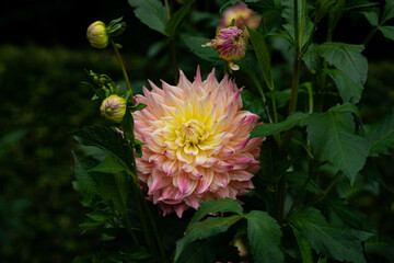 colourfull dahlias, dahlia, dahlie bloom