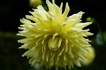 colourfull dahlias, dahlia, dahlie bloom
