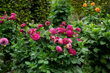 colourfull dahlias, dahlia, dahlie bloom