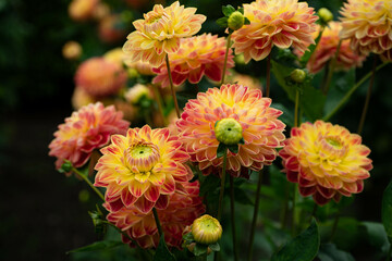 colourfull dahlias, dahlia, dahlie bloom