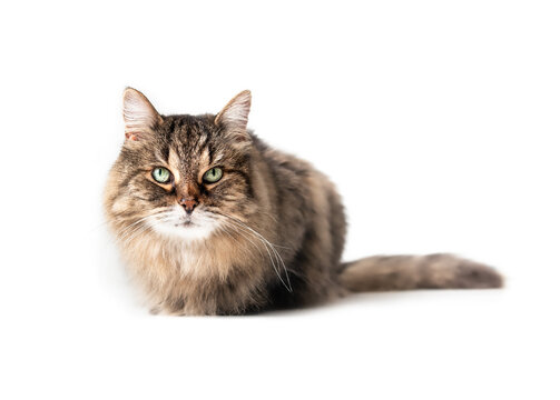 Fluffy cat looking at camera while crouching or sitting on floor. 16 years old senior tabby cat with beautiful green eyes and long whiskers. Full body of long hair female cat. Selective focus.