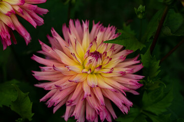 colourfull dahlias, dahlia, dahlie bloom