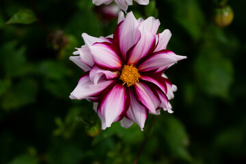 colourfull dahlias, dahlia, dahlie bloom