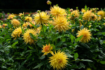 colourfull dahlias, dahlia, dahlie bloom