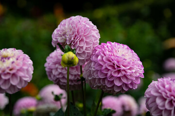 colourfull dahlias, dahlia, dahlie bloom