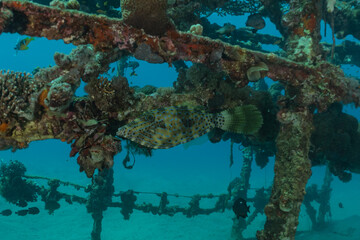 Fish swim in the Red Sea, colorful fish, Eilat Israel
