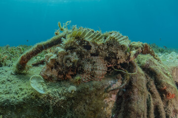 Fish swim in the Red Sea, colorful fish, Eilat Israel
