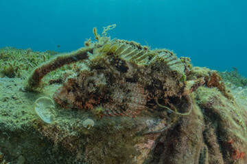 Fish swim in the Red Sea, colorful fish, Eilat Israel
