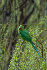 Green parrot with red beak in green tree branches