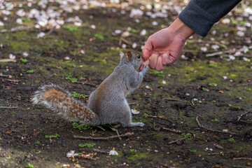 A squirrel eats nuts from a man's hand in a London park.