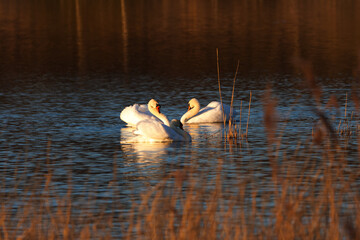 liebliche Schw&auml;ne