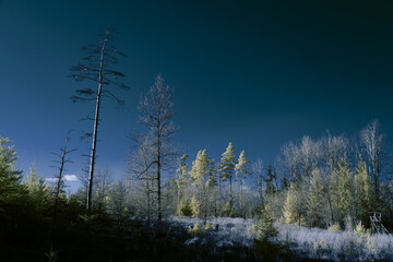 infrared photography - surreal ir photo of landscape with trees under cloudy sky - the art of our world and plants in the invisible infrared camera spectrum