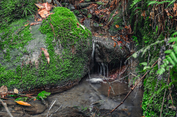 Mountain creek between wild green moss rocks